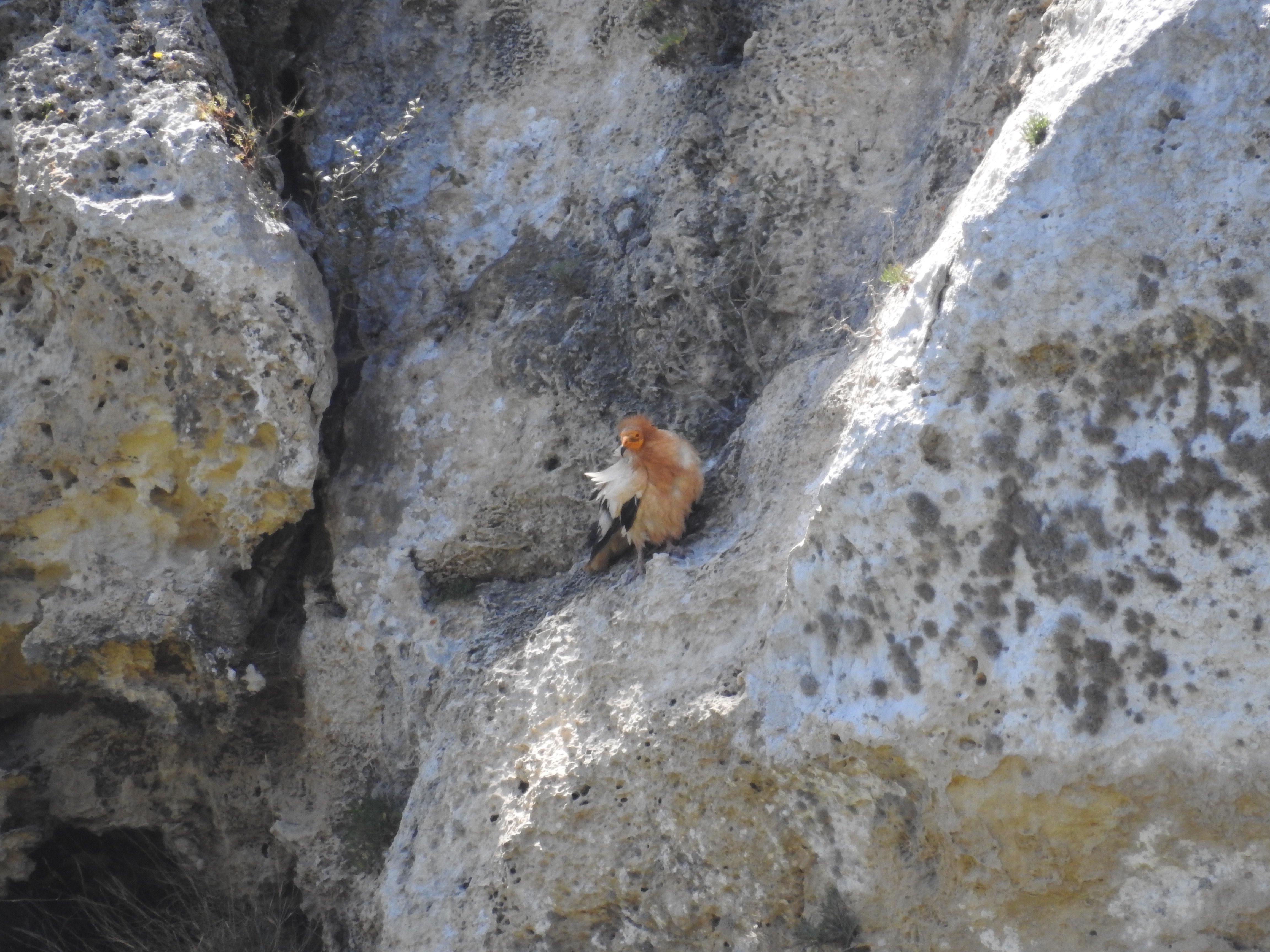 Wie weet welke (roof)vogel dit is?